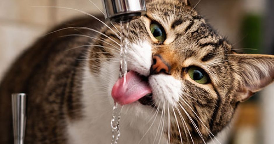 Waarom drinkt mijn kat slecht? | Blog KittenTeKoop