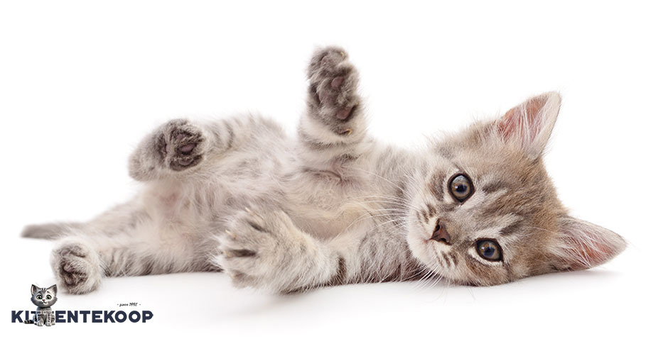 Zo geef je je kitten de beste start | Blog KittenTeKoop