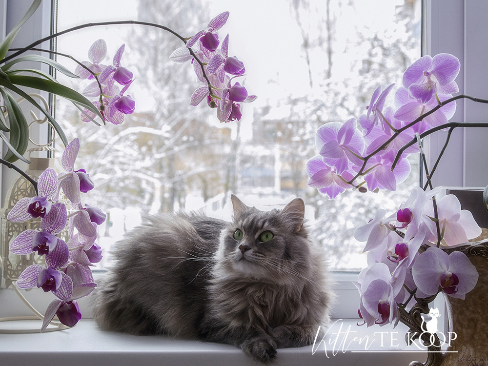 Veilige planten KittenTeKoop