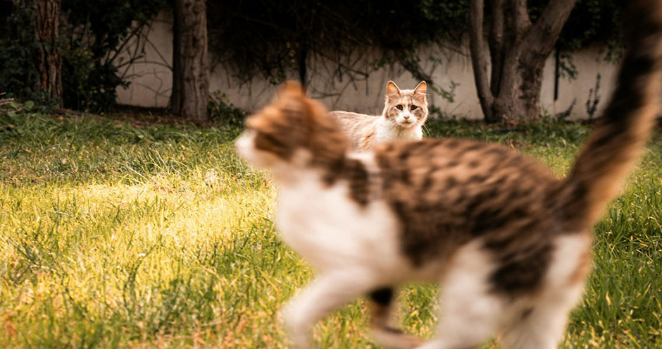 Waarom een kattenren ideaal is voor elke kittenliefhebber | Blog KittenTeKoop