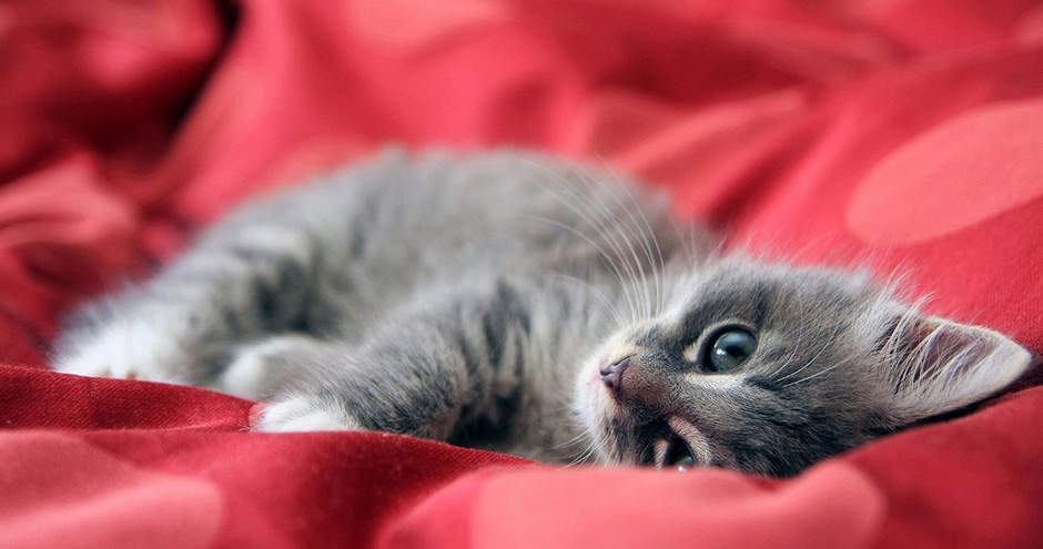 Zo bescherm je kittens tegen vlooien en teken | Blog KittenTeKoop