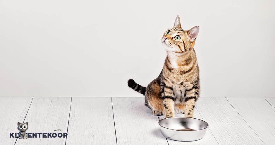 Wat is nou echt goed kittenvoer? | Blog KittenTeKoop