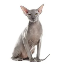 Peterbald