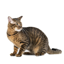 Toyger