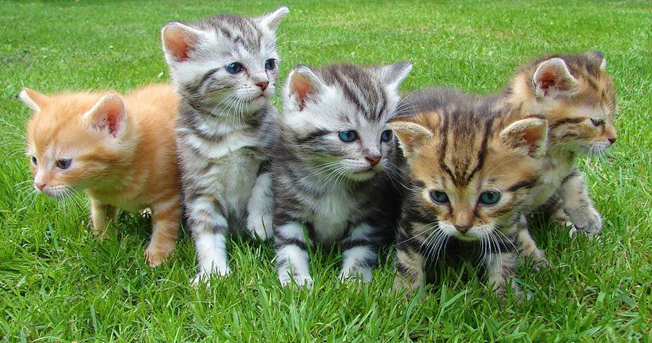 Veilig Online een Kitten Vinden: Bescherm Jezelf tegen Oplichters | Blog KittenTeKoop