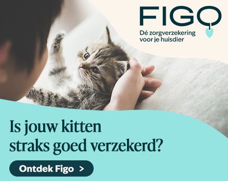 FIGO Dé zorgverzekering voor je huisdier
