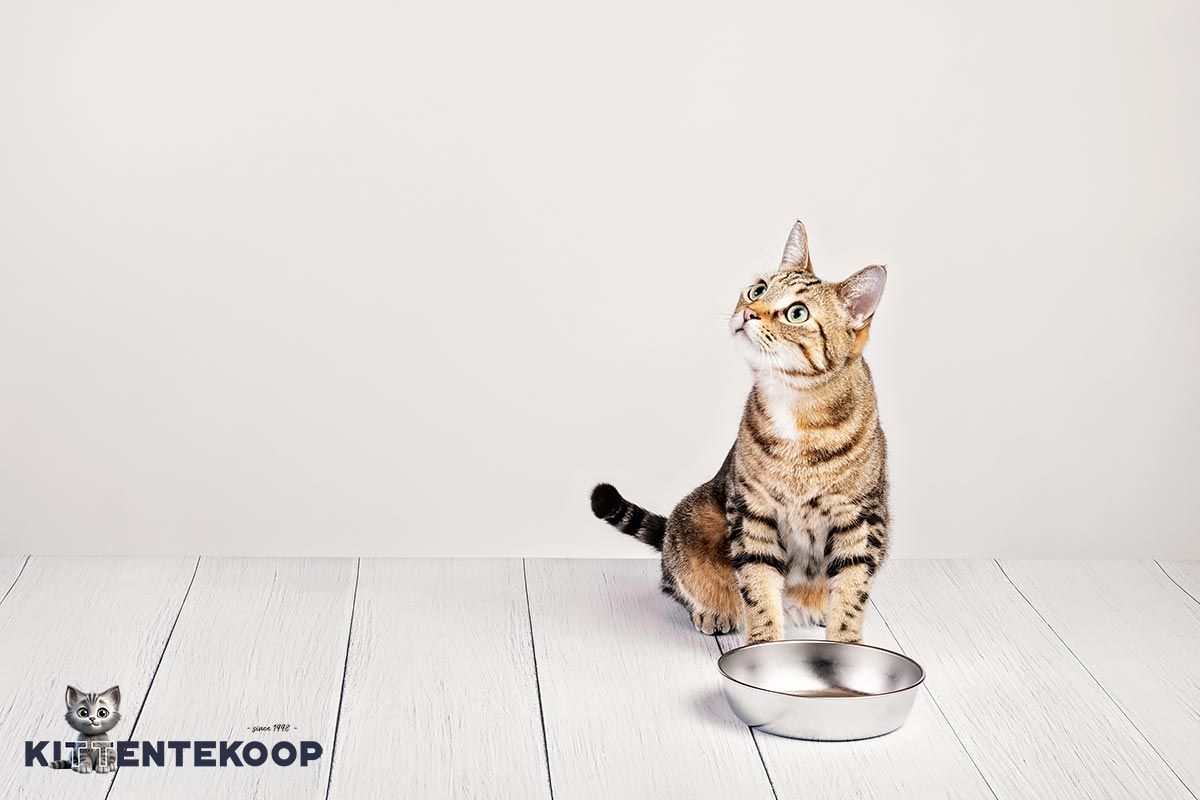 Wat is nou echt goed kittenvoer? | Blog KittenTeKoop Dierapotheker