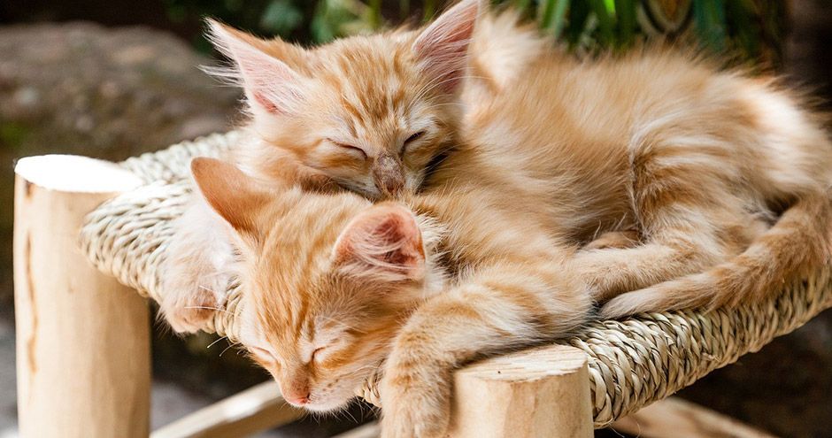 Hoe leer je een kitten veilig naar buiten gaan? | Blog KittenTeKoop