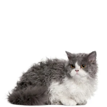 Selkirk Rex