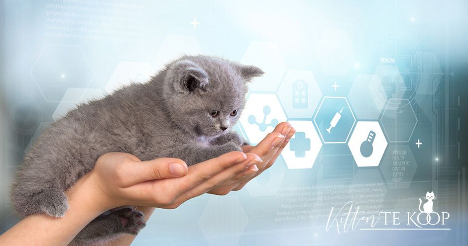 Fiv, Felv, HCM, PKD.... wat betekent dat? | Blog KittenTeKoop