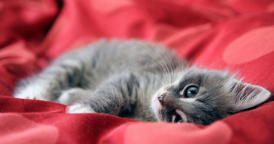 Zo bescherm je kittens tegen vlooien en teken | Blog KittenTeKoop Figopet